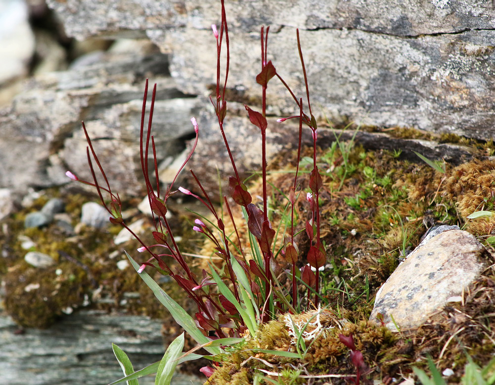 Image of Epilobium hornemannii specimen.