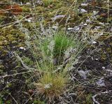 familia Poaceae