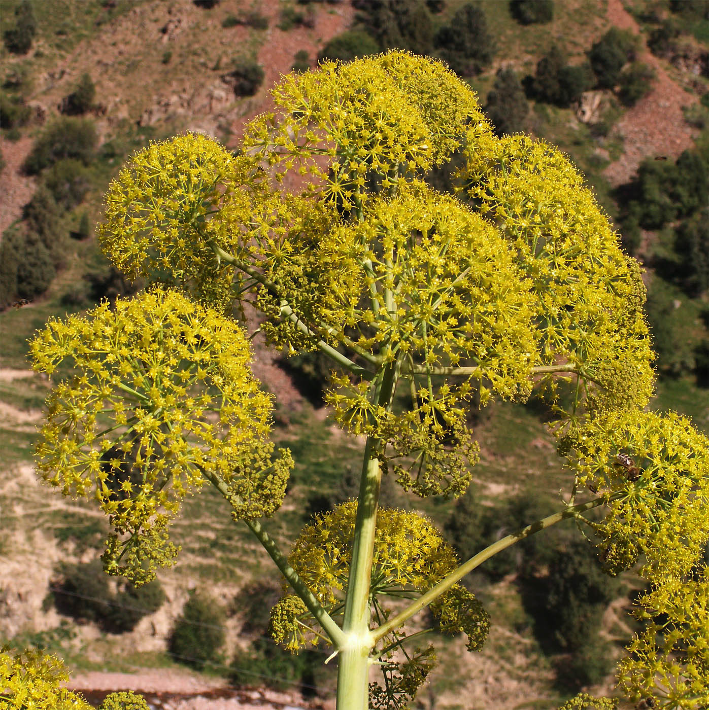 Image of Ferula penninervis specimen.