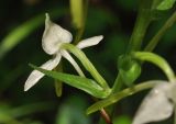 Platanthera densa