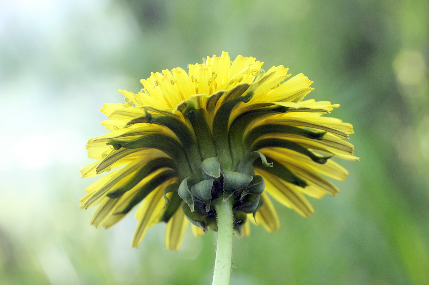 Изображение особи Taraxacum multiscaposum.