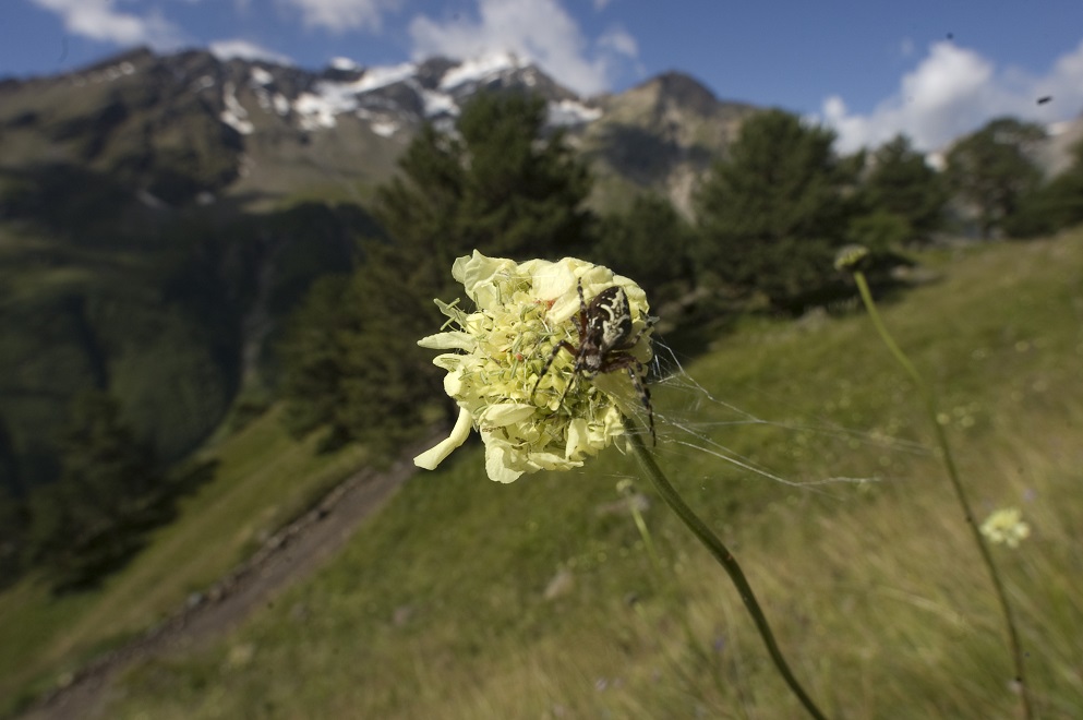 Изображение особи Cephalaria gigantea.