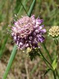 Knautia arvensis. Соцветие. Беларусь, г. Минск, мкр-н Сосны, обочина дороги рядом с участком хвойного леса. 22.07.2017.