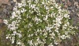 Astragalus levieri. Цветущее растение. Кабардино-Балкария, Эльбрусский р-н, ущелье р. Азау, выс. ок. 2300 м н.у.м. Июнь 2002 г.