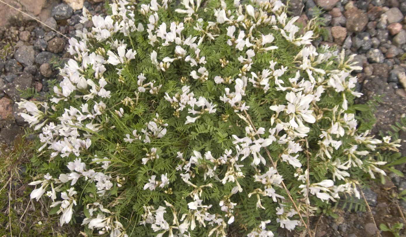 Изображение особи Astragalus levieri.