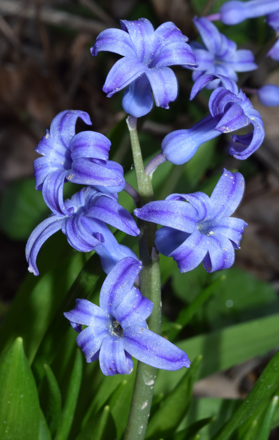 Изображение особи Hyacinthus orientalis.