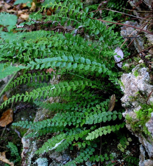 Изображение особи Asplenium viride.