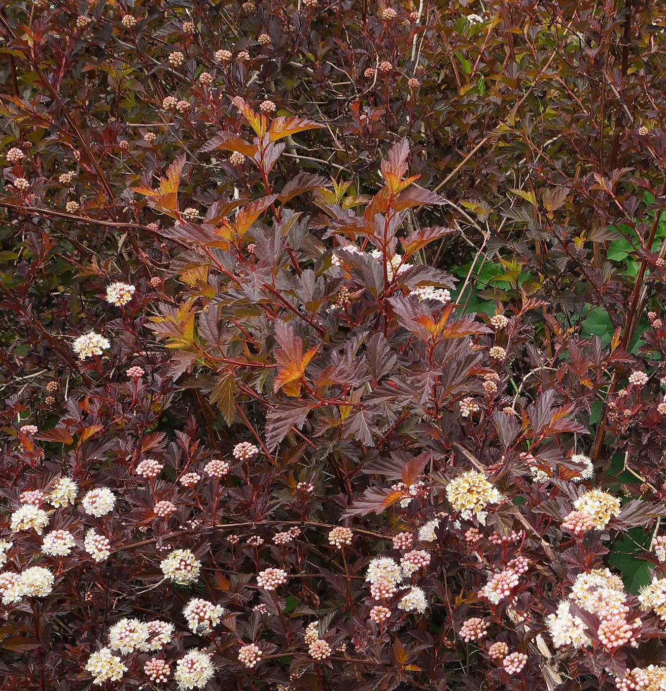 Изображение особи Physocarpus opulifolius.