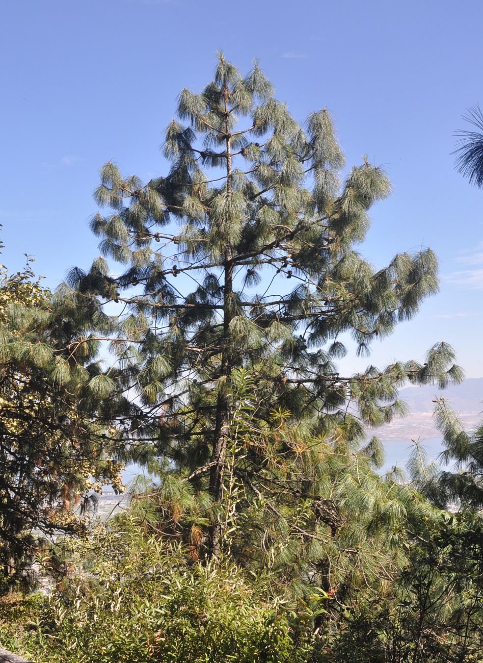 Image of genus Pinus specimen.