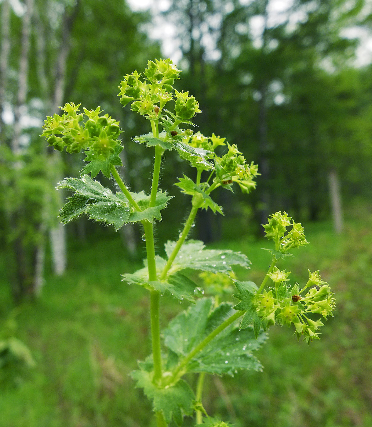 Image of Alchemilla monticola specimen.