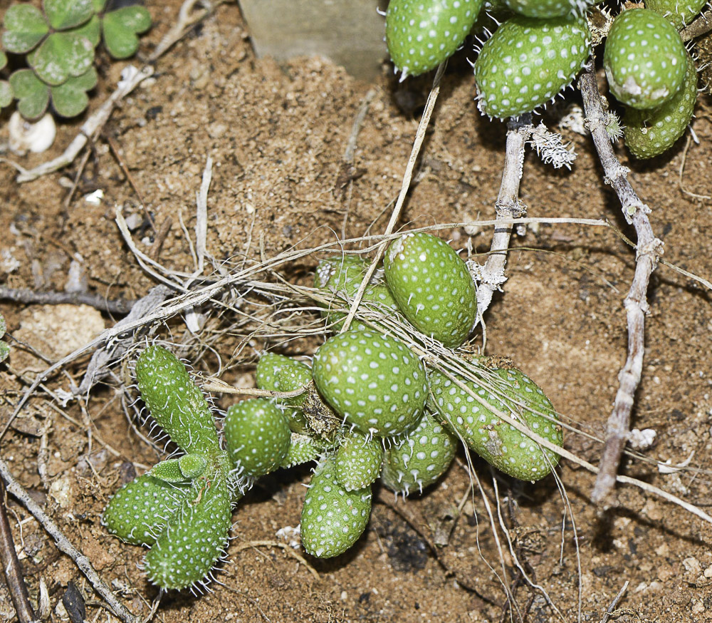 Изображение особи Delosperma echinatum.