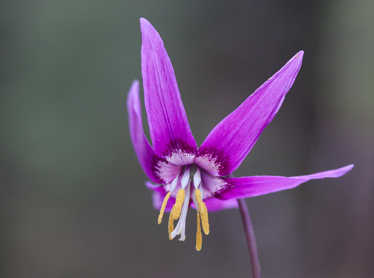 Изображение особи Erythronium sibiricum.