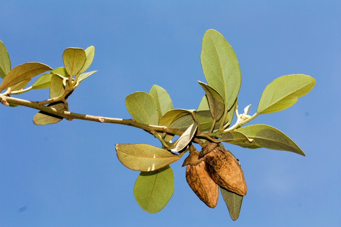 Image of Lagunaria patersonia specimen.