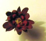 Calycanthus occidentalis. Цветок. Крым, Южный берег, Никитский ботанический сад. 15.05.2010.