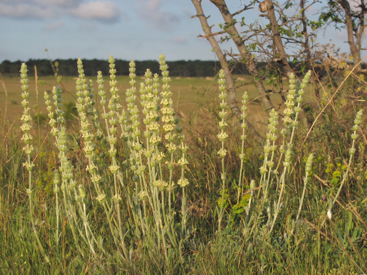 Image of Sideritis taurica specimen.