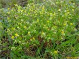 Trifolium dubium