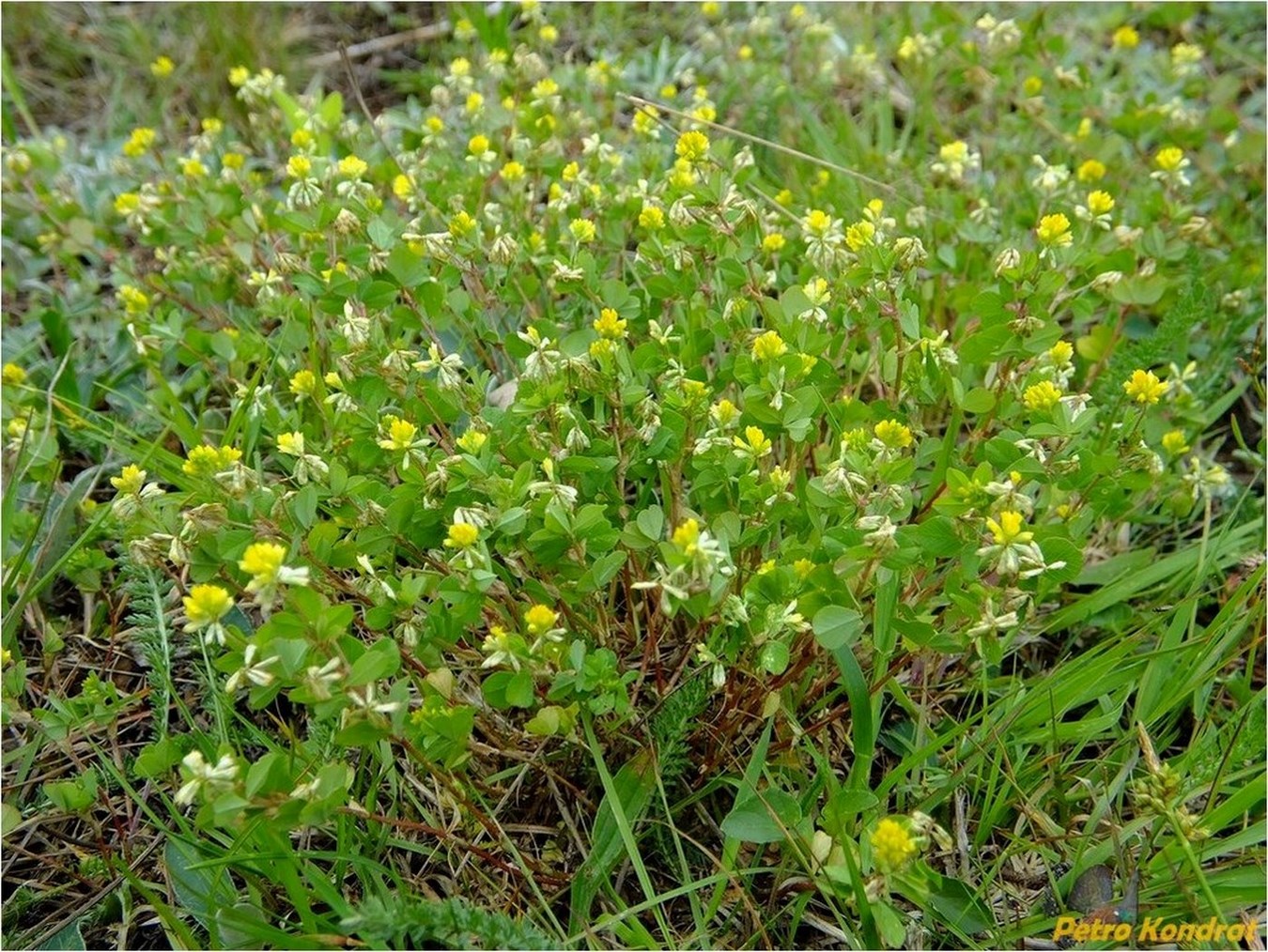 Image of Trifolium dubium specimen.