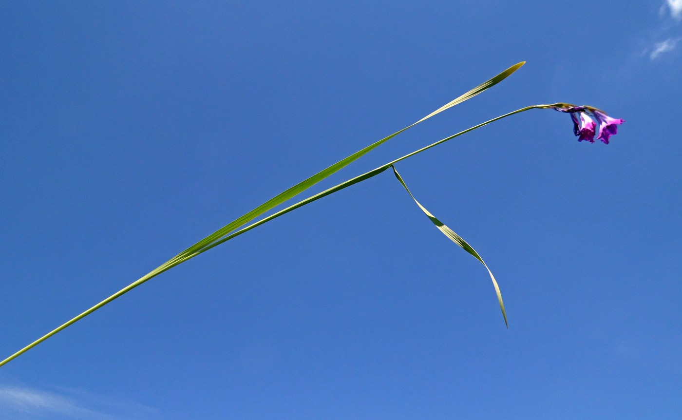 Изображение особи Gladiolus tenuis.