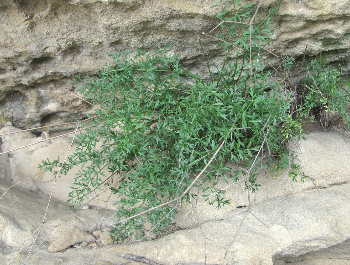 Image of familia Apiaceae specimen.