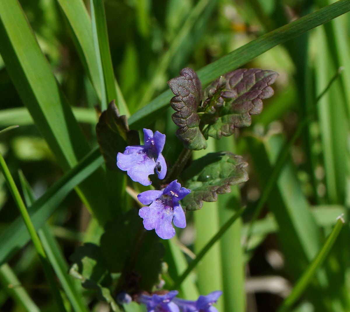 Изображение особи Glechoma hederacea.