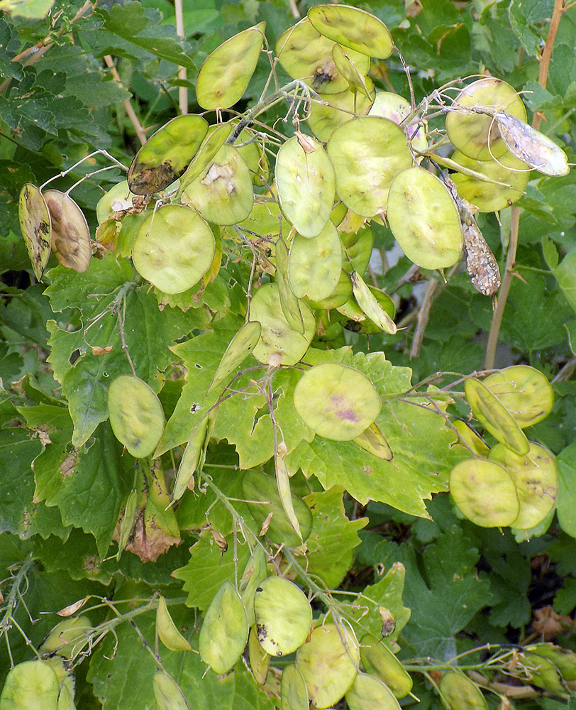 Image of Lunaria annua specimen.