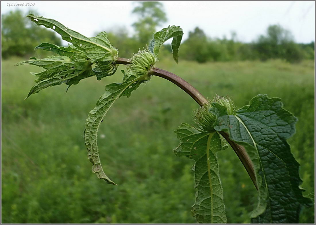 Image of Phlomoides tuberosa specimen.