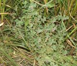 Teucrium scordium