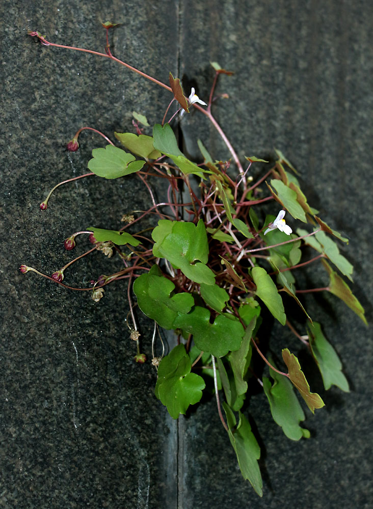 Изображение особи Cymbalaria muralis.