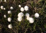 род Eriophorum