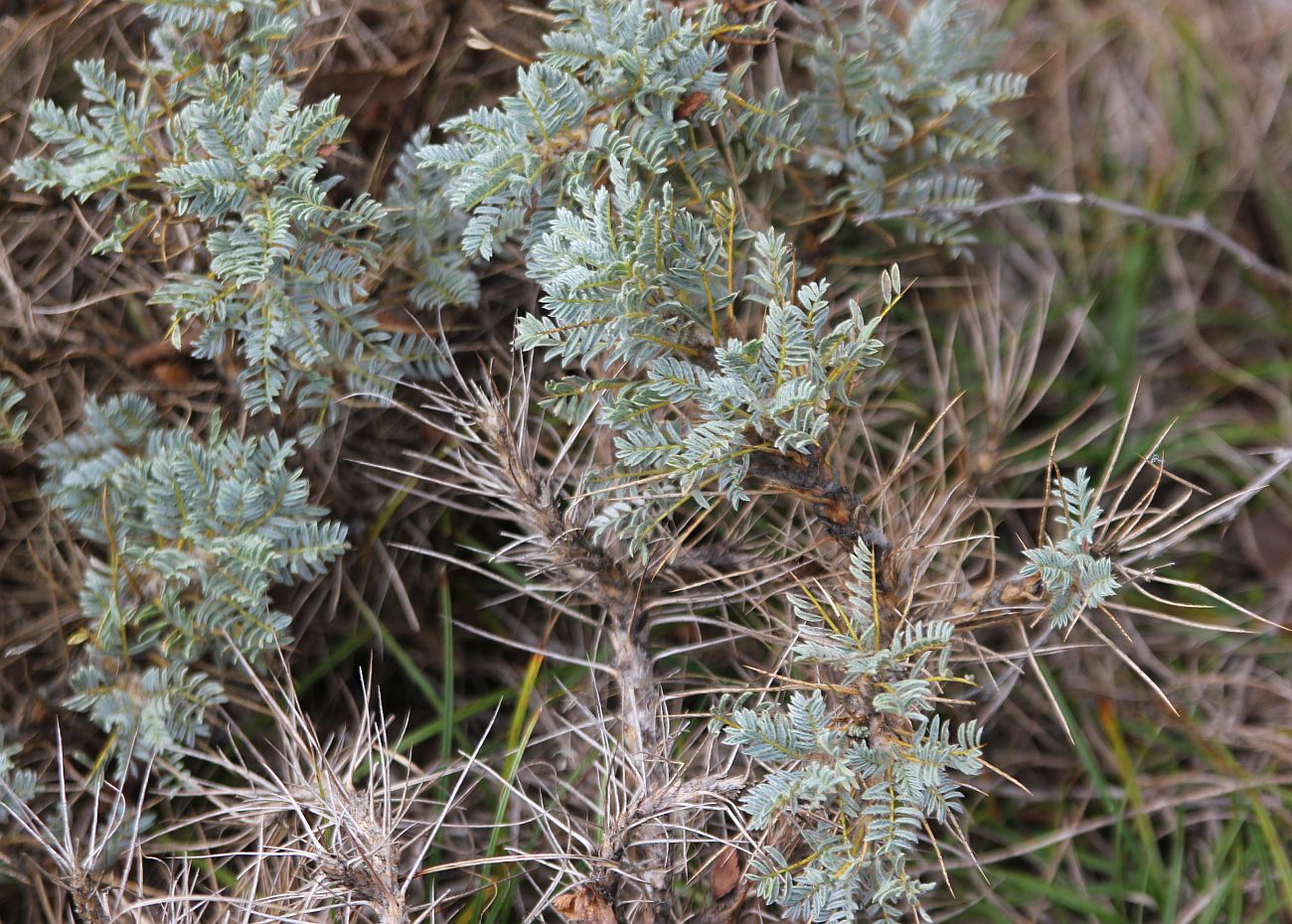 Image of genus Astracantha specimen.