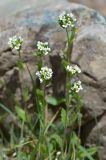 Draba parviflora