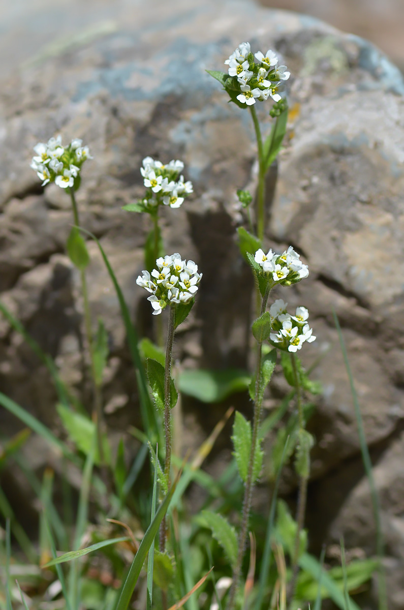 Image of Draba parviflora specimen.