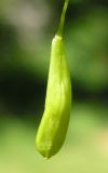Isatis campestris