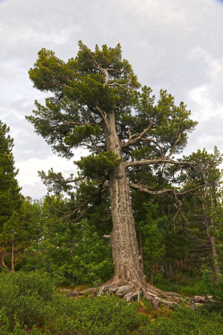 Изображение особи Pinus sibirica.