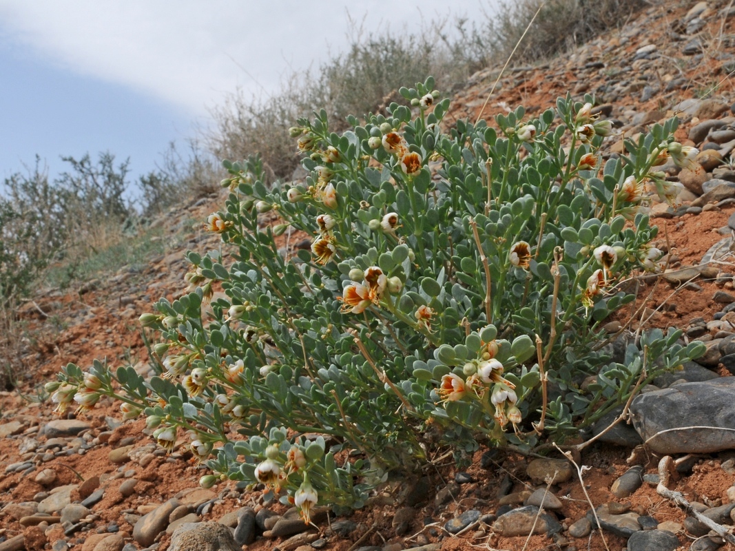 Изображение особи Zygophyllum iliense.