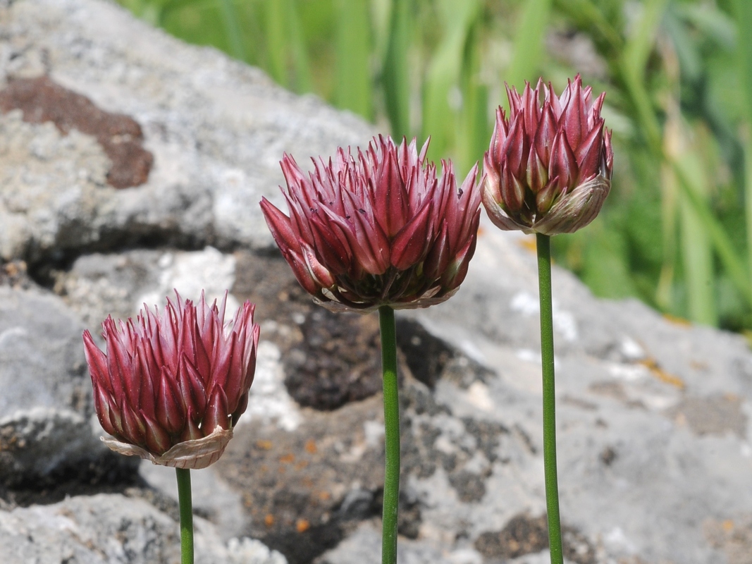 Image of Allium inconspicuum specimen.