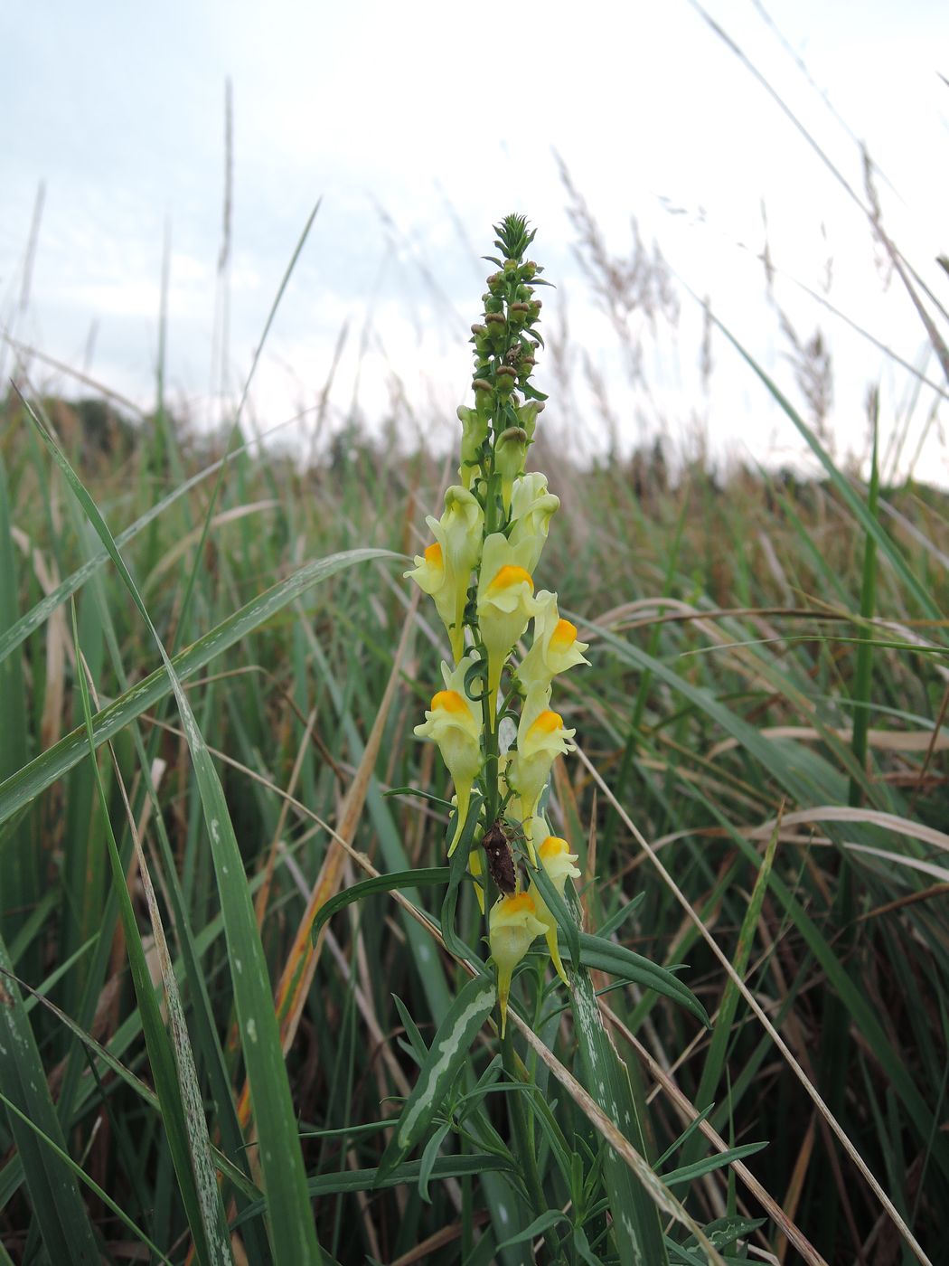 Изображение особи Linaria vulgaris.