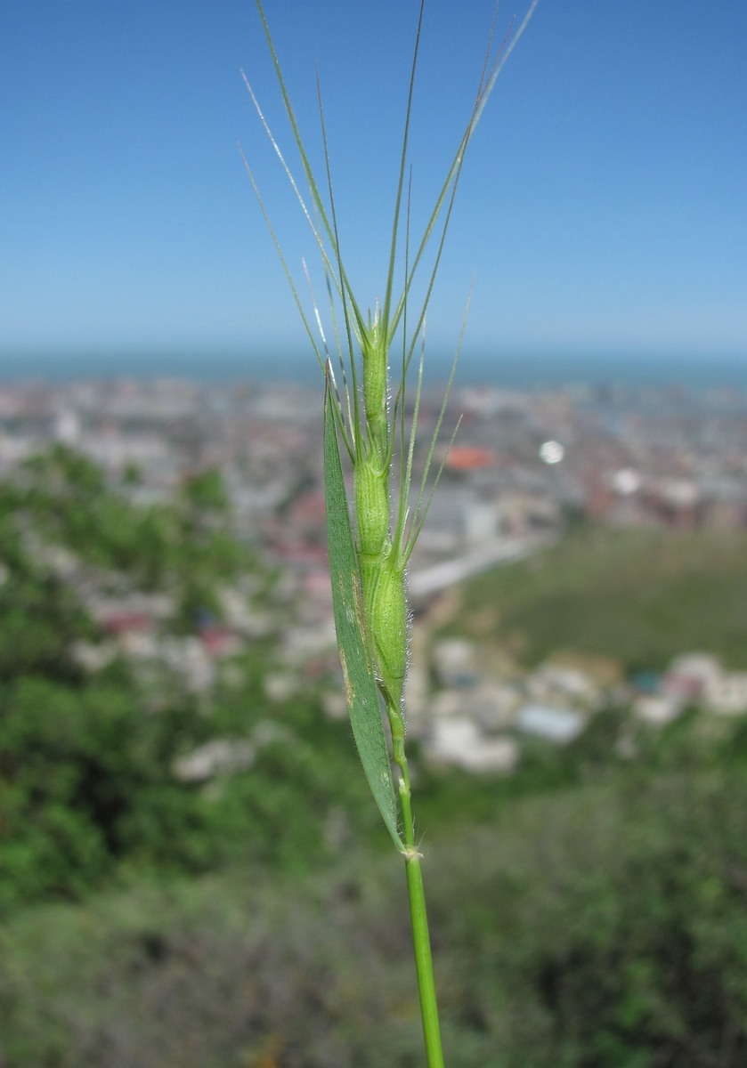 Изображение особи Aegilops biuncialis.