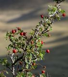 Rosa ecae. Средняя часть ветки плодоносящего кустарника. Кыргызстан, Баткенская обл., Кадамжайский р-н, окр. аила Кара-Шоро; Юго-Западный Тянь-Шань, северный макросклон Алайского хребта, южный макросклон хр. Курсала, левый борт долины р. Ак-Суу; степной розарий на выровненной подошве южного склона, выс. 2100 м н.у.м. 19 августа 2018 г.