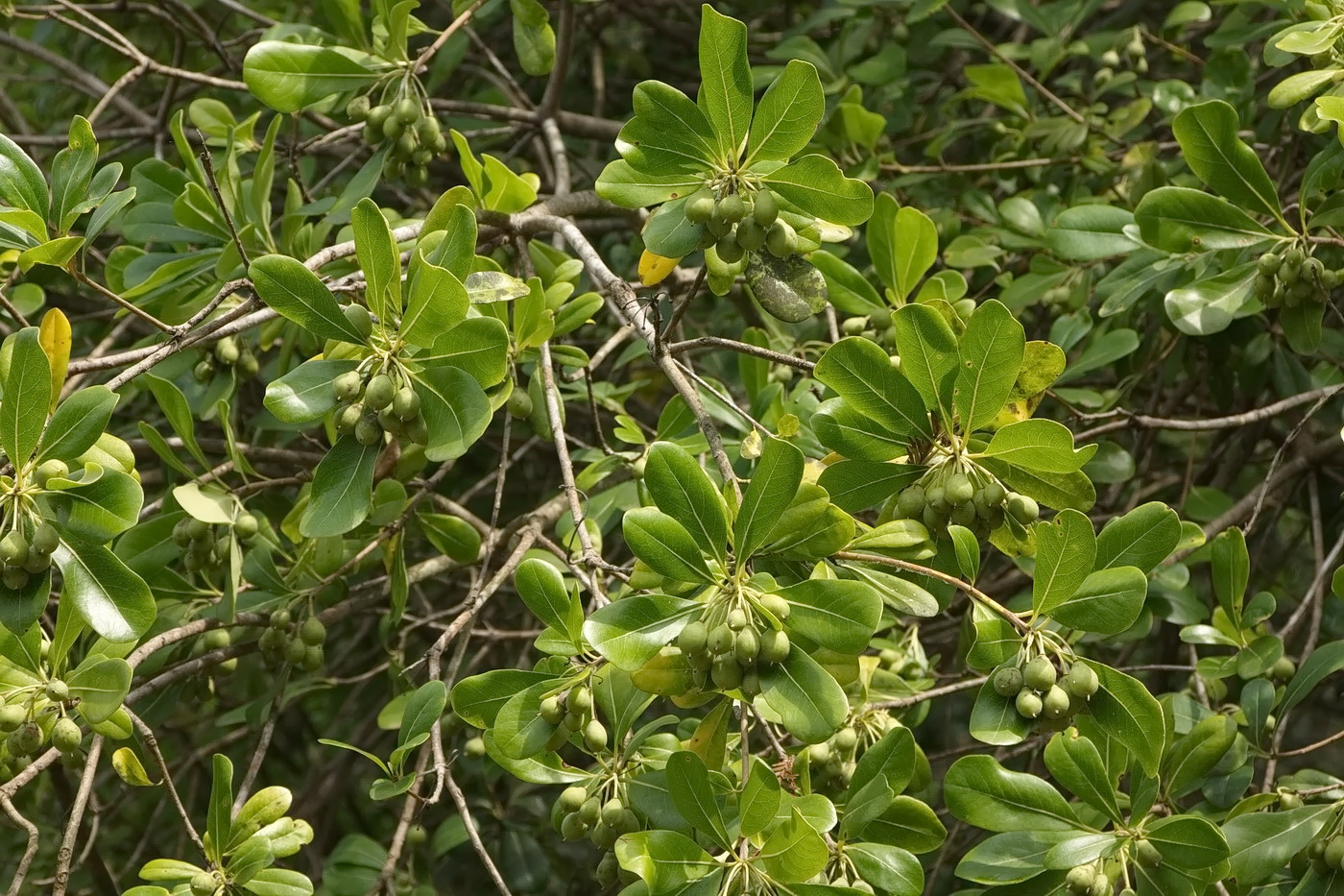 Image of genus Pittosporum specimen.