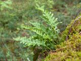 Polypodium vulgare. Спороносящее растение. Финляндия, муниципалитет Савонлинна, окр. туркомплекса Харьюн Портти, склон моренной гряды, сосняк травяно-бруснично-зеленомошный, замшелая стенка из валунов на краю дороги. 04.08.2018.