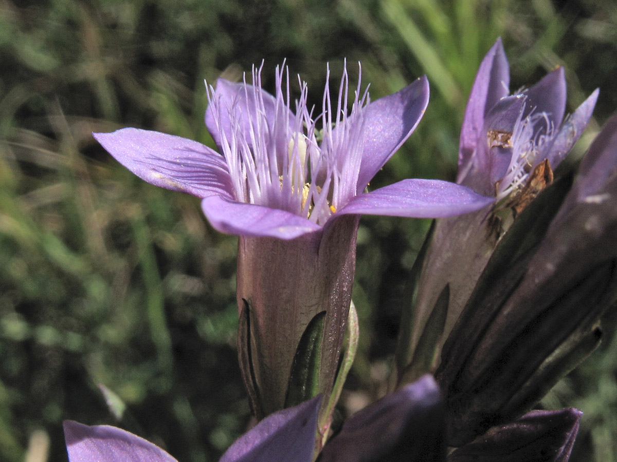 Изображение особи Gentianella amarella.