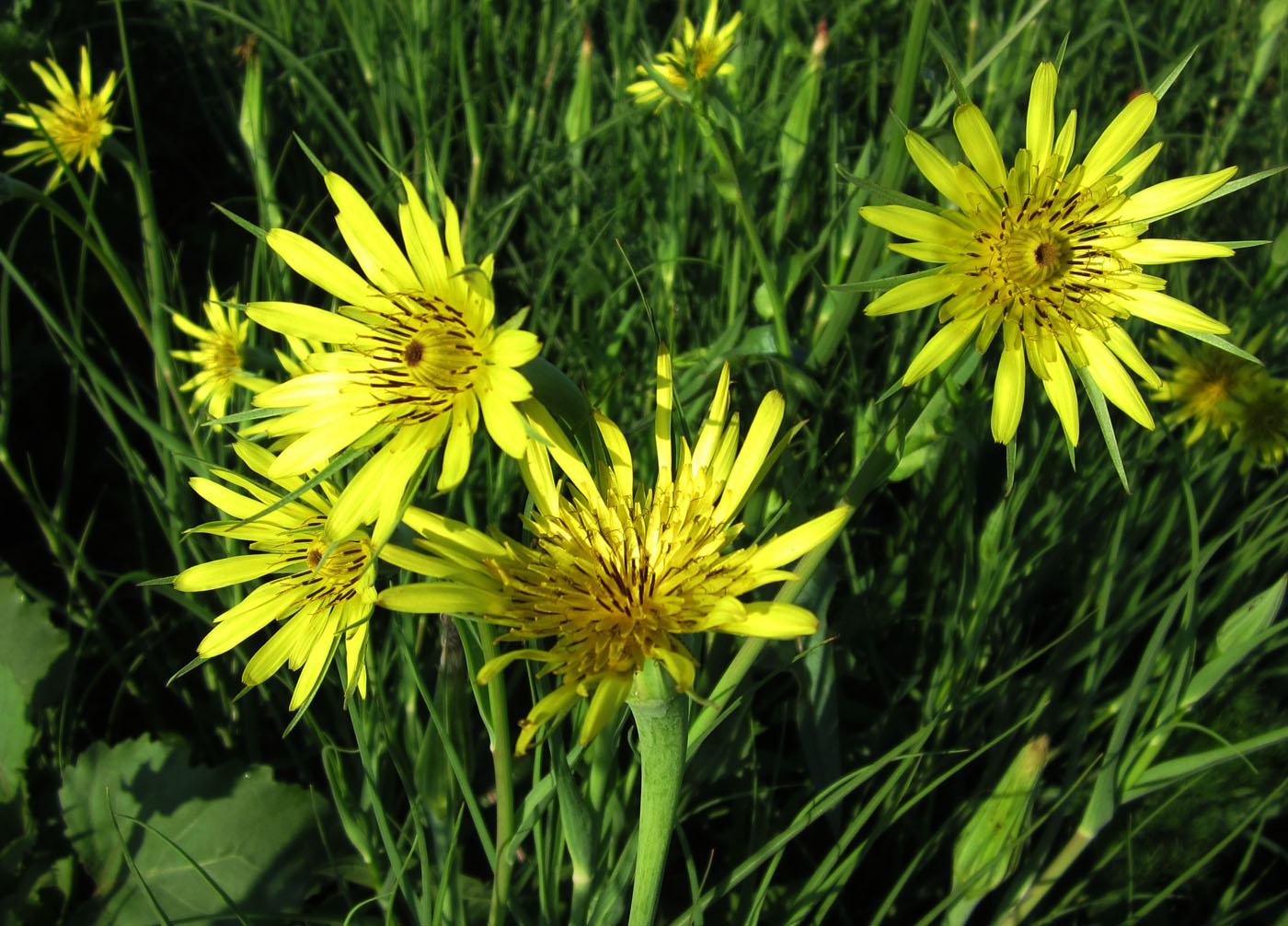 Изображение особи Tragopogon dubius.