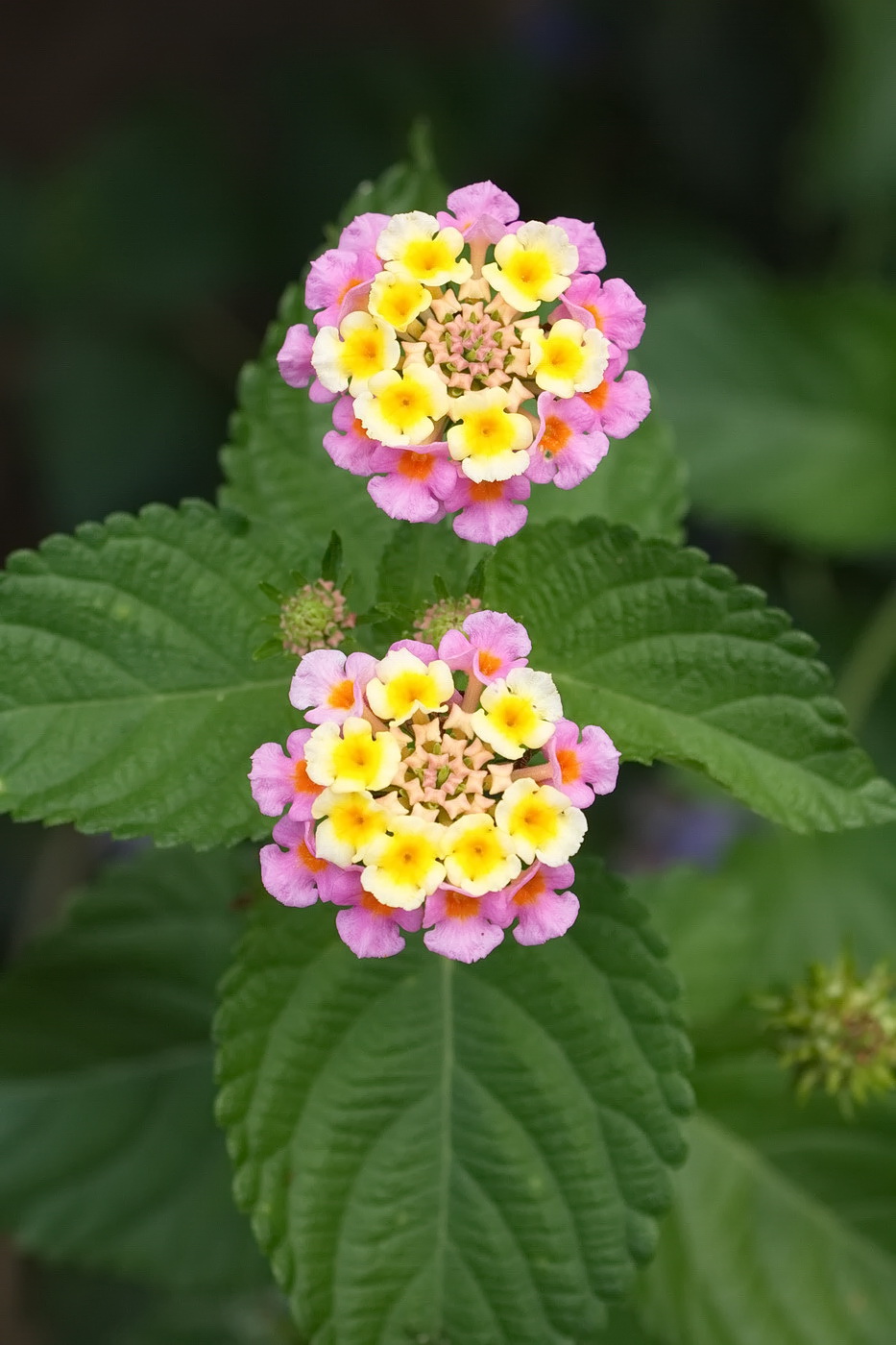 Image of Lantana camara specimen.