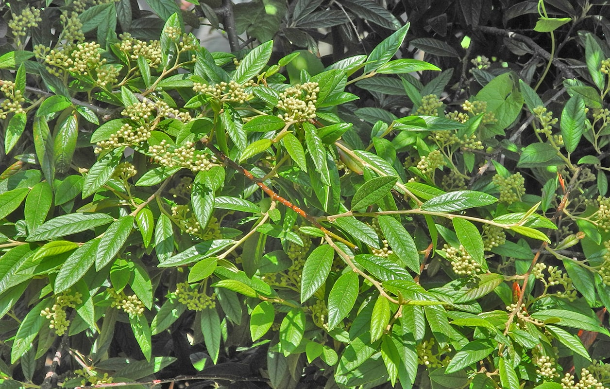 Image of Cotoneaster salicifolius specimen.