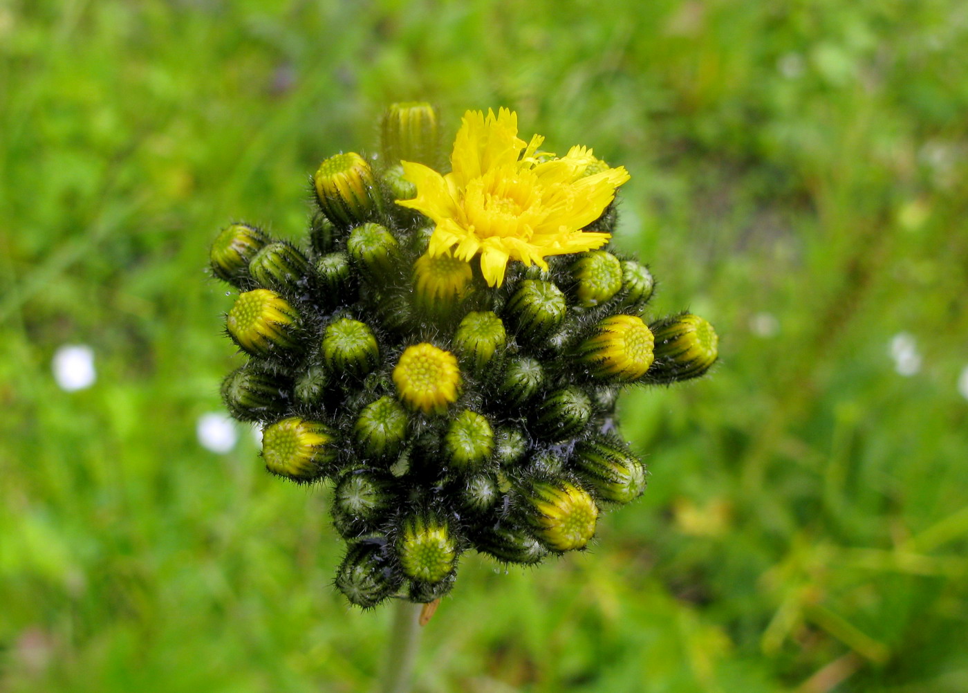 Image of Pilosella kebeshensis specimen.