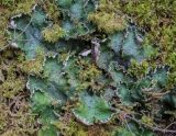 Peltigera leucophlebia