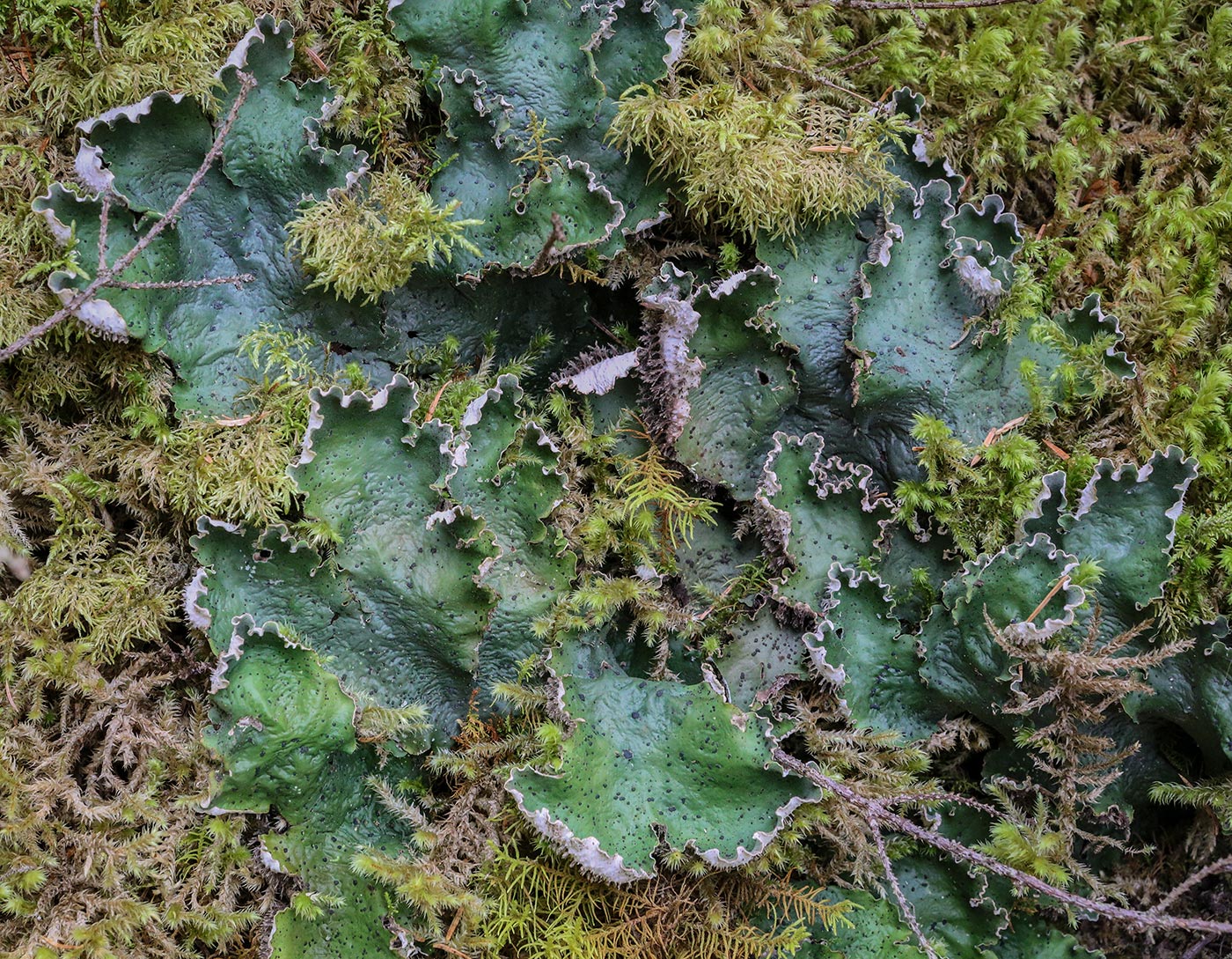 Изображение особи Peltigera leucophlebia.