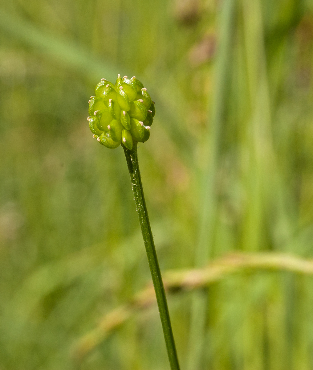 Изображение особи Ranunculus polyanthemos.