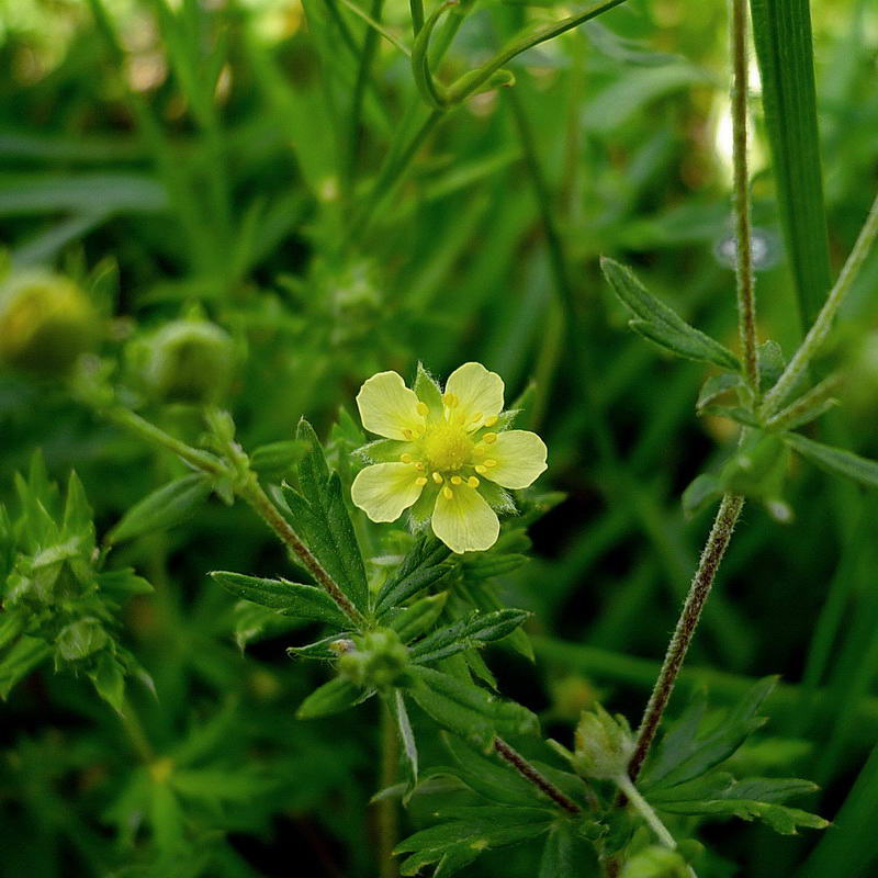 Изображение особи Potentilla argentea.